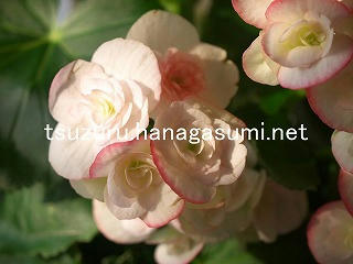 25/11/21 ベゴニア