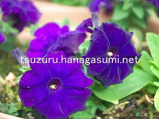 25/12/21 ペチュニア