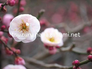 26/02/10 ウメ