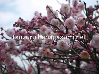 26/02/19 ウメ