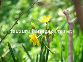 26/02/20 スイセン