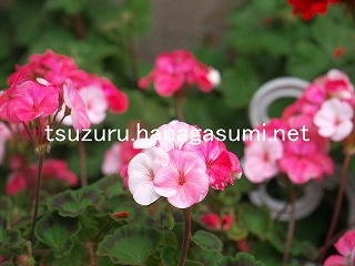 26/02/22 ゼラニューム