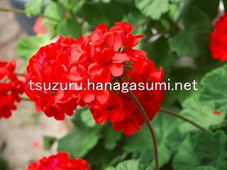 26/03/24 ゼラニューム