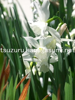 26/03/26 スイセン