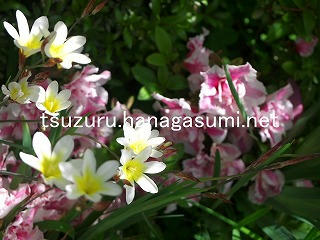 26/04/07 スパラキシス
