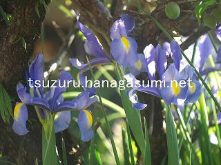 26/04/08 アイリス