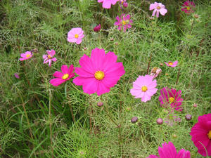 印西牧の原のコスモス01