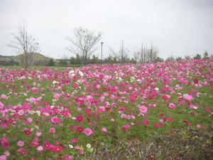 印西牧の原のコスモス02