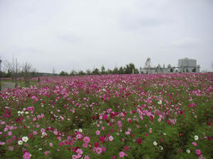 印西牧の原のコスモス03