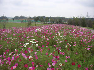 印西牧の原のコスモス05