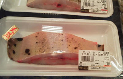 マツカワカレイ 王鰈 について 鮮魚速報