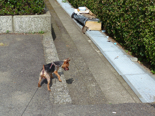 resize131466.jpg