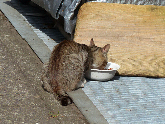 resize131458.jpg