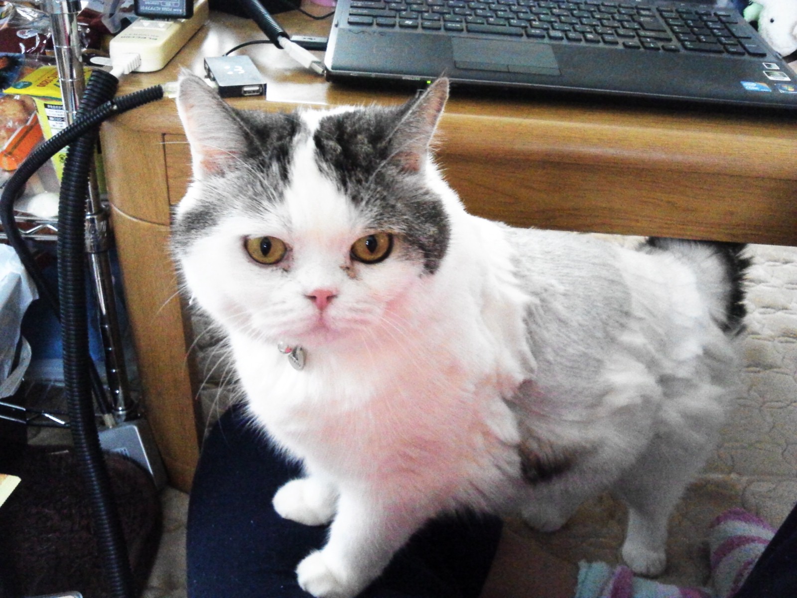 サマーカット。