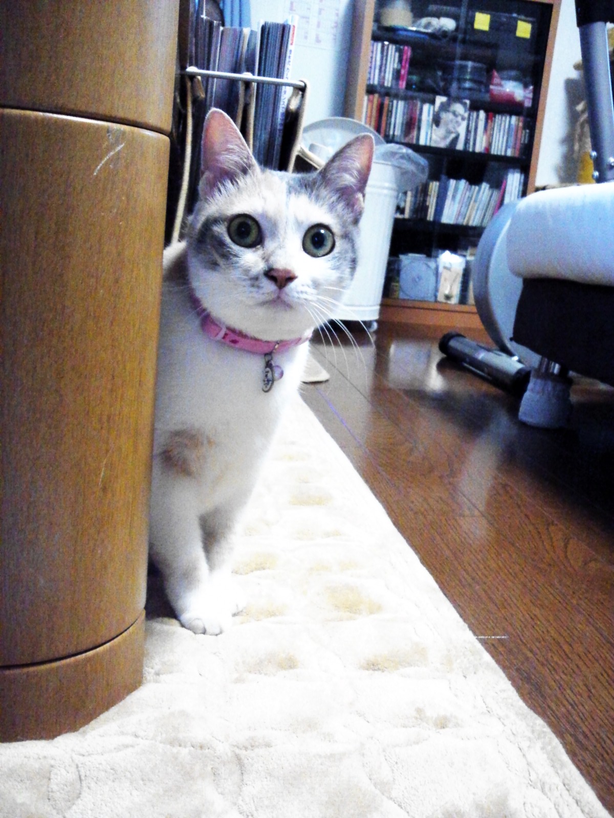 首輪つけれたよ。