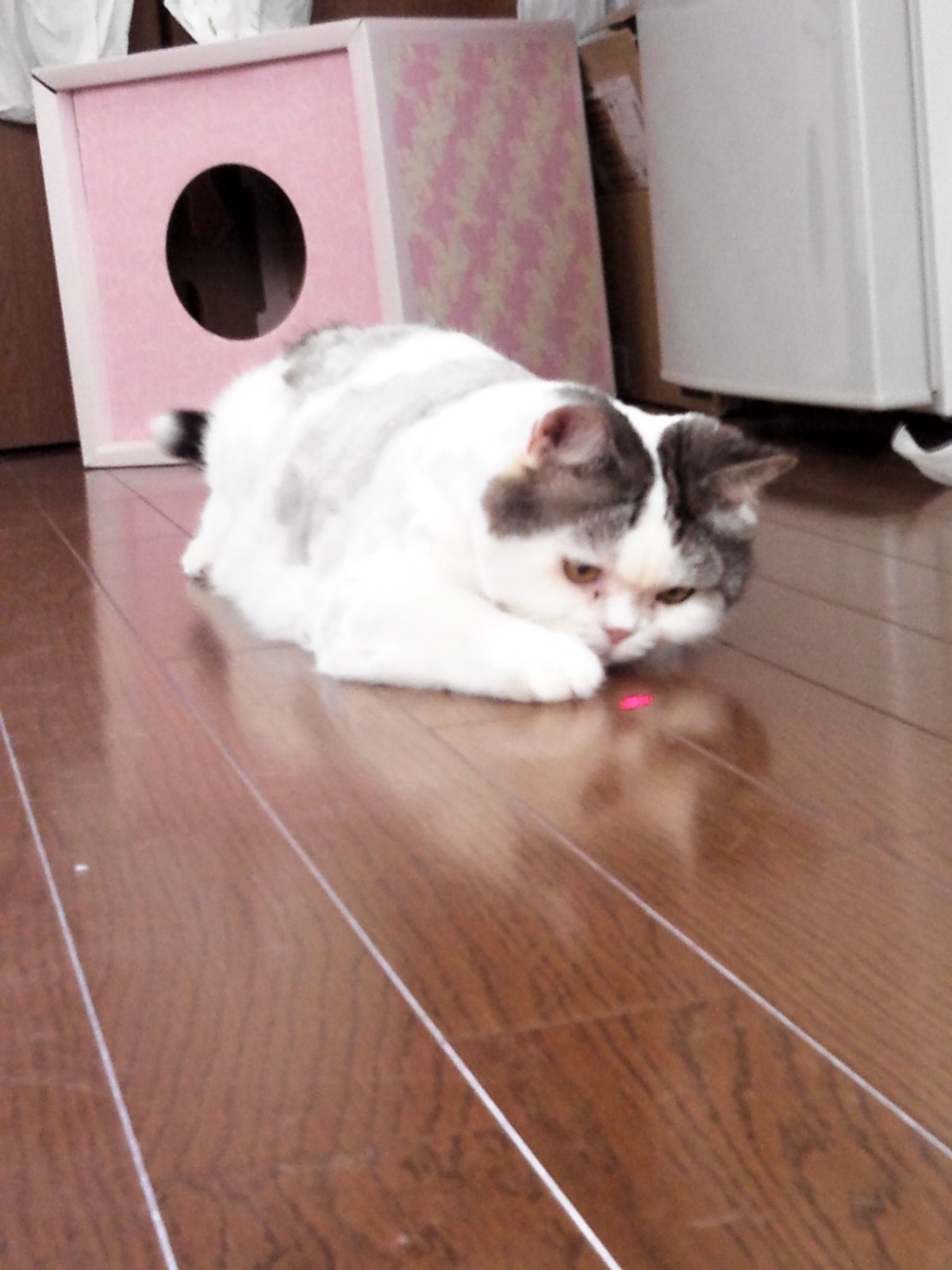 赤いめーめさん