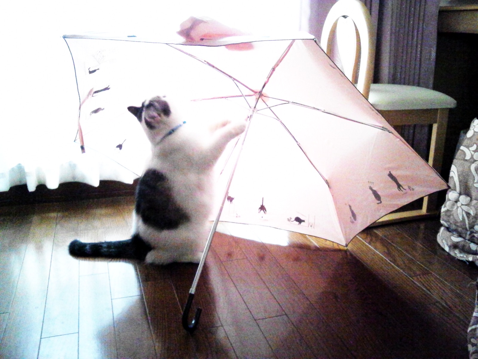 傘とぶーにゃん。