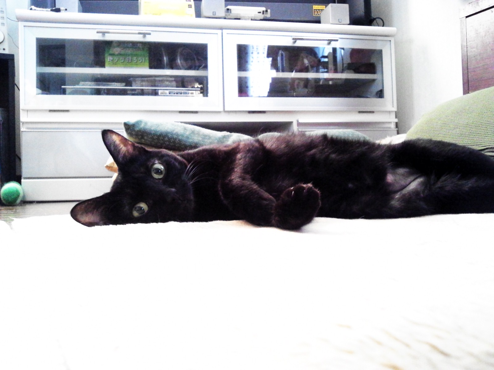 いらっしゃーい