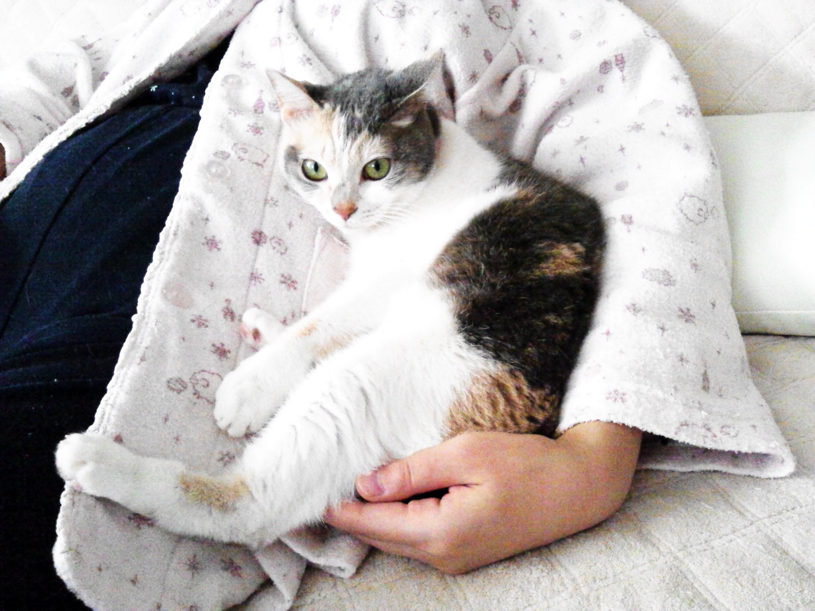 なぜかおさまる姫様