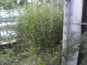 NEC_0291.jpg