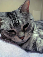 うちのアメショ　どん♀　です