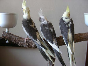 DSCN4533.JPG