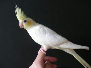 dyclu1.JPG