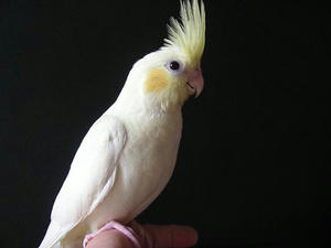 dyclu2.JPG