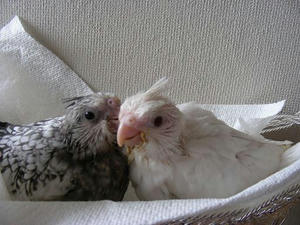 DSCN6350.JPG