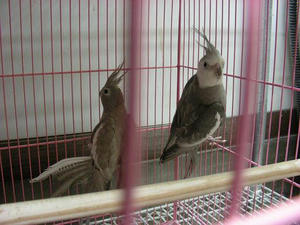 DSCN8323.JPG
