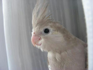 wfcnf.JPG