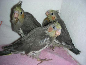 DSCN9333.JPG