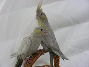 DSCN0153.JPG
