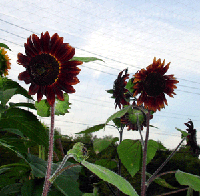 40877bb2gif