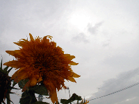 661c4b2e.gif