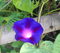 6a0a7775.gif
