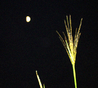 41677743.gif