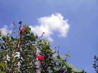306ac558.gif