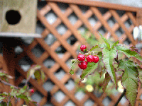 5795948e.gif
