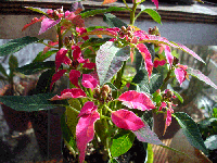 a4910884.gif