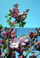 4748e880.gif