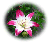 0947205e.gif