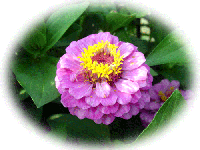 011cea2f.gif
