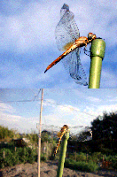 4899e1f4.gif