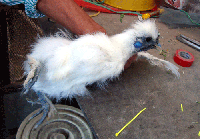 4a074476.gif