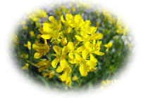 a6c73e6e.gif