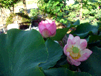 6de7c478.gif