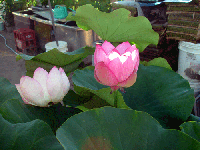 acfb69e0.gif