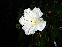 e3800a55.gif