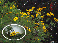 c65cadc0.gif